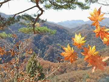 烏拉圭球衣為什么四星，歷史、榮譽與成就的印記，烏拉圭球衣四星之謎，歷史、榮譽與成就的印記