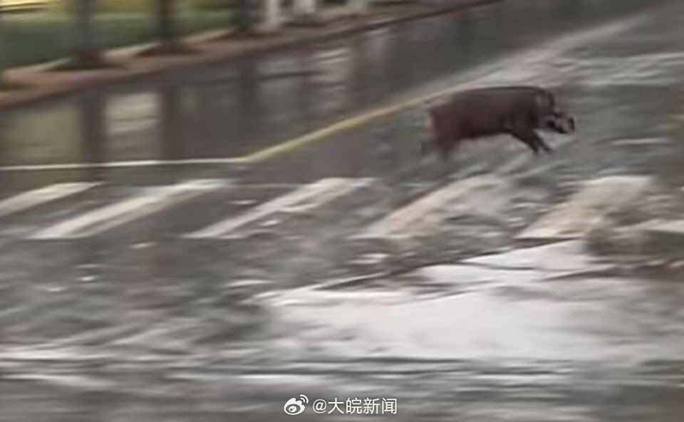 池州一高校內(nèi)驚現(xiàn)狂奔野豬，事件回顧與生態(tài)警示，池州高校野豬狂奔事件，回顧與生態(tài)警示