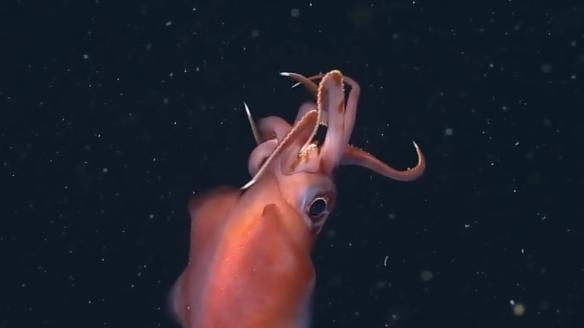 深海水族館隱藏魚(yú)最新發(fā)現(xiàn)，探索未知的深海奇跡，深海新發(fā)現(xiàn)揭秘，未知水族館隱藏魚(yú)種，探索深海奇跡之旅