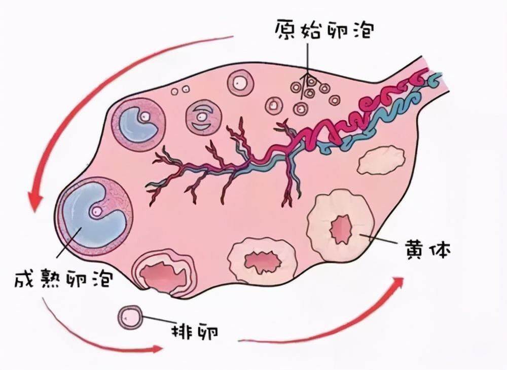 如何正確理解黃體破裂，黃體破裂的正確理解方式