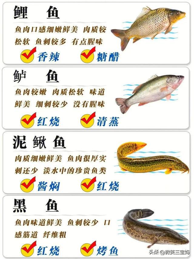 魚類行為與生存策略，適應(yīng)環(huán)境的智慧展現(xiàn)，魚類行為與生存策略，展現(xiàn)適應(yīng)環(huán)境的智慧