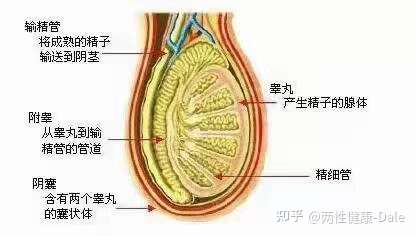 關(guān)于睪丸酮能否促進(jìn)二次發(fā)育的問(wèn)題探討，關(guān)于睪丸酮對(duì)二次發(fā)育影響的探討（敏感話題，請(qǐng)謹(jǐn)慎處理）