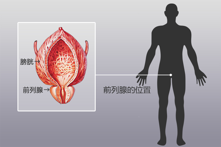 前列腺位置圖片，了解男性健康的重要一環(huán)，前列腺位置圖解，理解男性健康的關鍵一環(huán)