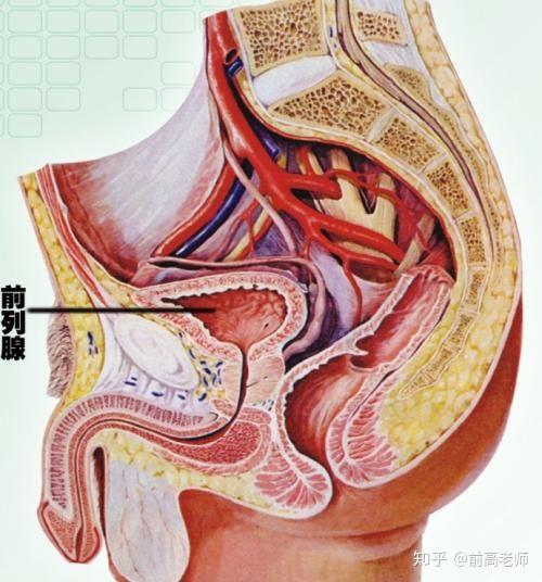 前列腺高完全入門指南，前列腺高完全入門手冊(cè)