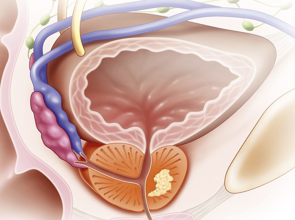 什么是前列腺？深入了解男性重要的生殖器官，前列腺揭秘，深入了解男性重要生殖器官的功能與特點(diǎn)