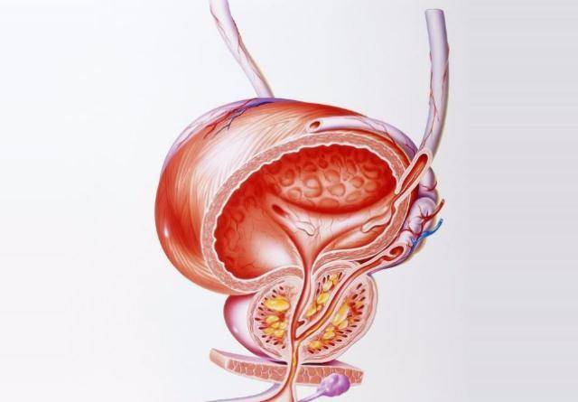 前列腺的位置及其重要性，前列腺的位置與功能重要性簡(jiǎn)介